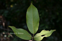 Spatholobus purpureus